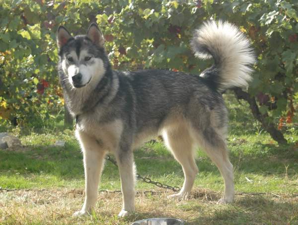 Etikiok woolf shadow (Sans Affixe)