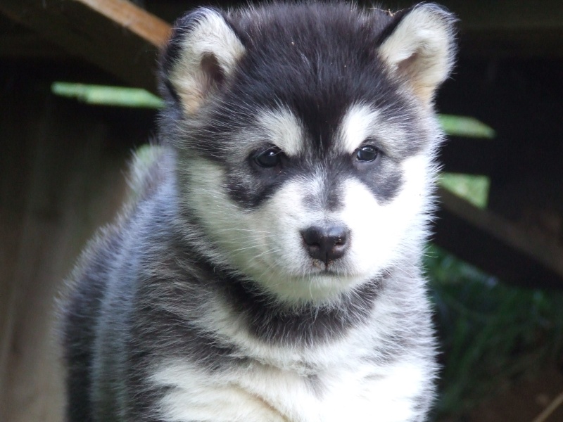 Eakuma of Red Eyes Woolf Shadow
