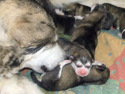 of Red Eyes Woolf Shadow - chiots malamute