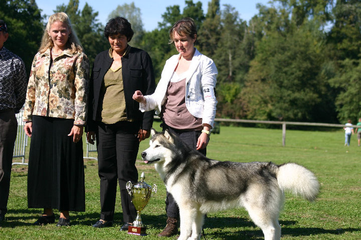 Nos chiens en expositions canines