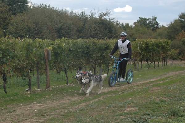 Nos chiens en attelage